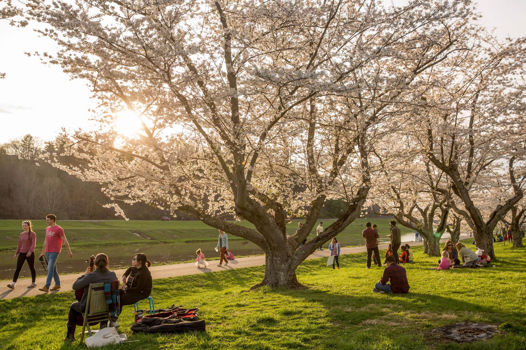 The Japanese cherry blossom trees at Ohio University, located along the Hocking River in Athens, Ohio, are a favorite place for students, faculty, staff, visitors and the entire Athens community to walk, jog, relax, play music and welcome spring