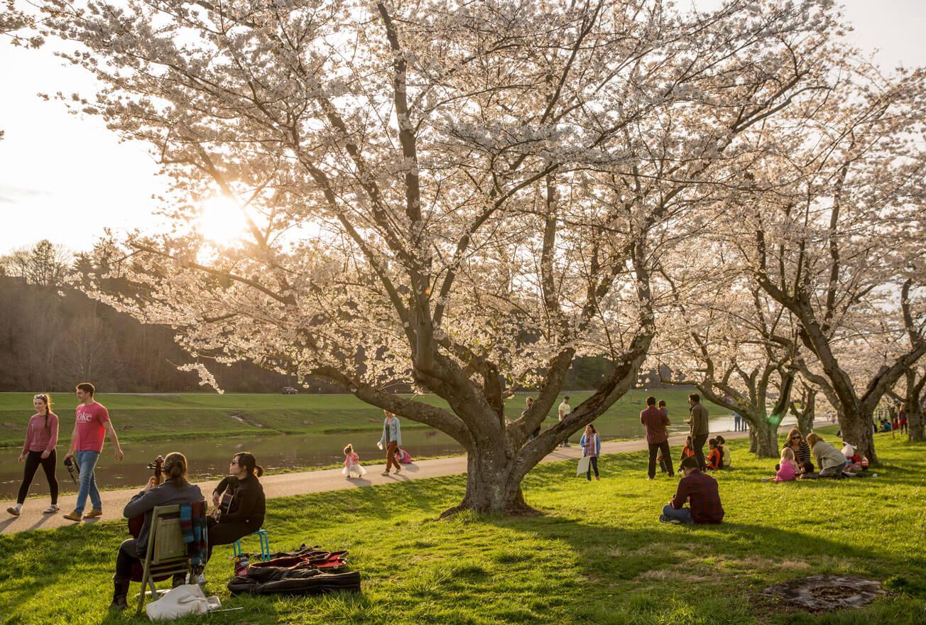 The Japanese cherry blossom trees at Ohio University, located along the Hocking River in Athens, Ohio, are a favorite place for students, faculty, staff, visitors and the entire Athens community to walk, jog, relax, play music and welcome spring