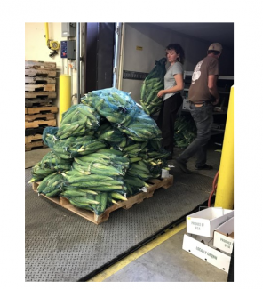 Corn piled high on a pallet