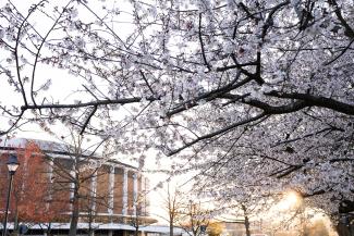 Cherry Blossoms on Ohio University's Athens Campus
