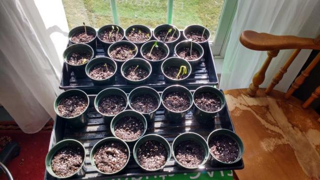 Displaying seeds in their pots 5 days after being potted. Already, the sapplings have begun to sprout.