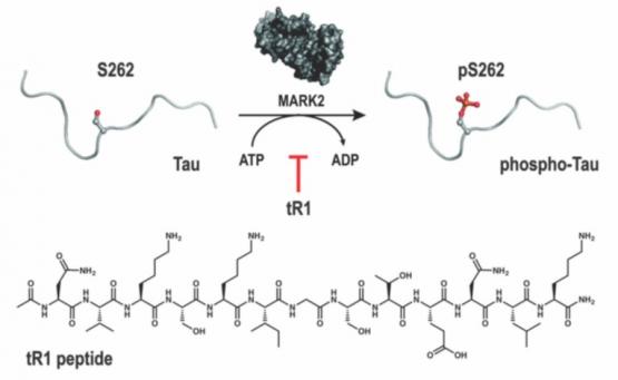 The tR1 peptide is designed to block MARK2-mediated phosphorylation of tau at S262