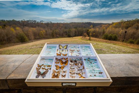 Specimens of Crane Hollow's butterfly collection are on display