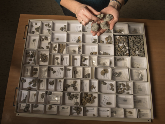 Collection of fossils in a drawer