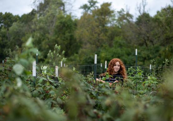 A students picks fruit at the OU student farm.