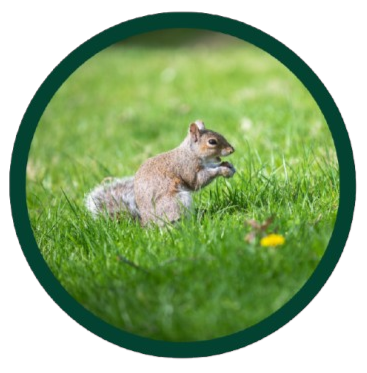 Campus squirrel on grass.