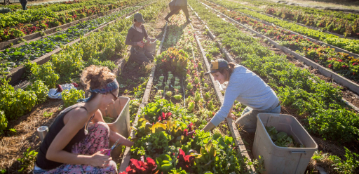 Farmers picking produce in a field.