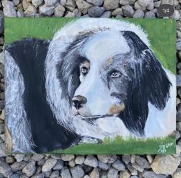 A pet portrait of a black and white dog