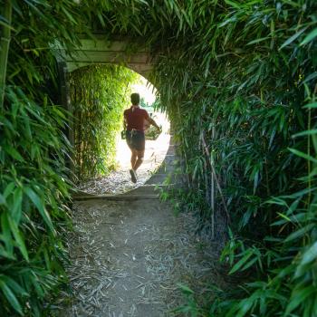 Student walks through rows of bamboo while carrying a basket