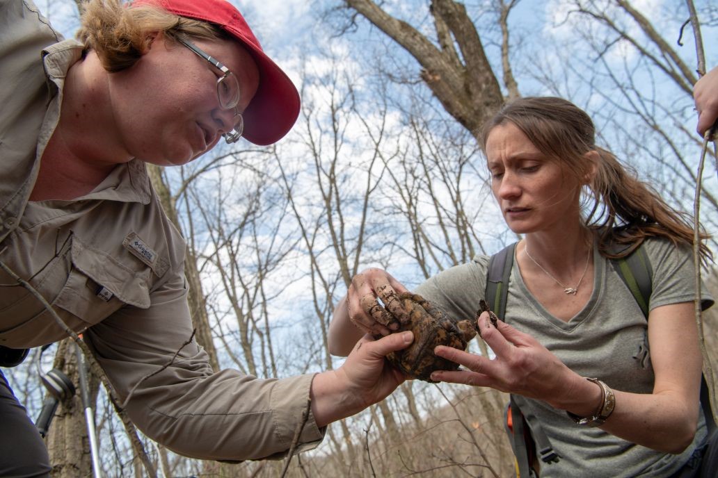 Marcel Weigand (left) and BIOS undergraduate Christine Hanson (right) handle a Box Turtle during telemetry surveys.