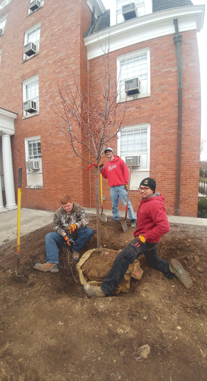 Workers planting Redbud tree
