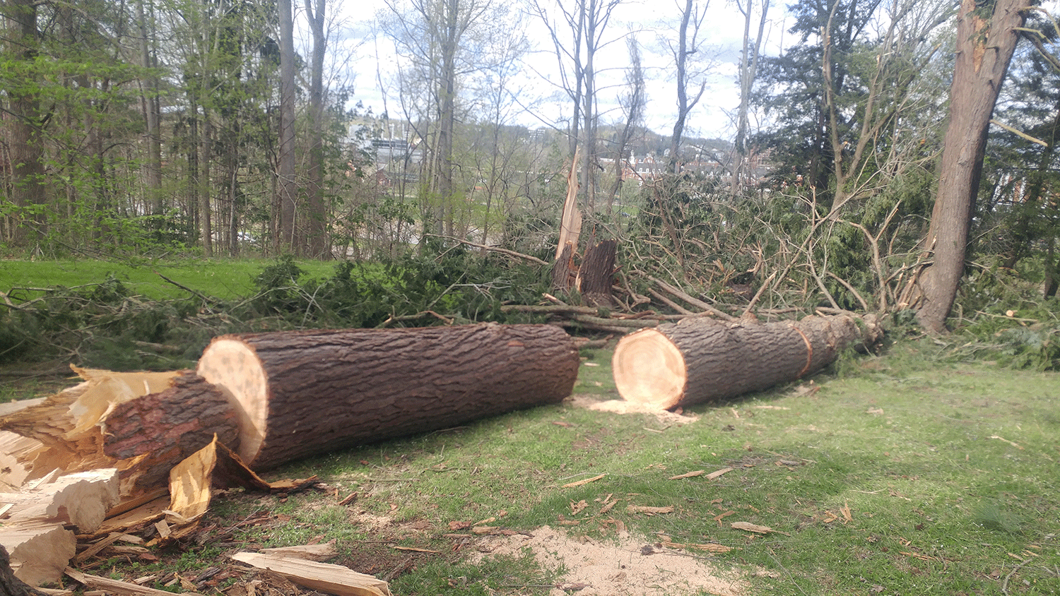 Hemlock tree is being cut up