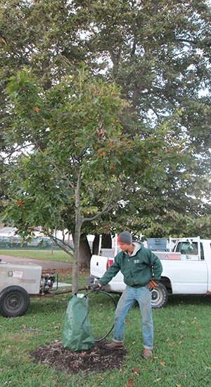 Worker maintains plastic gator bag on tree