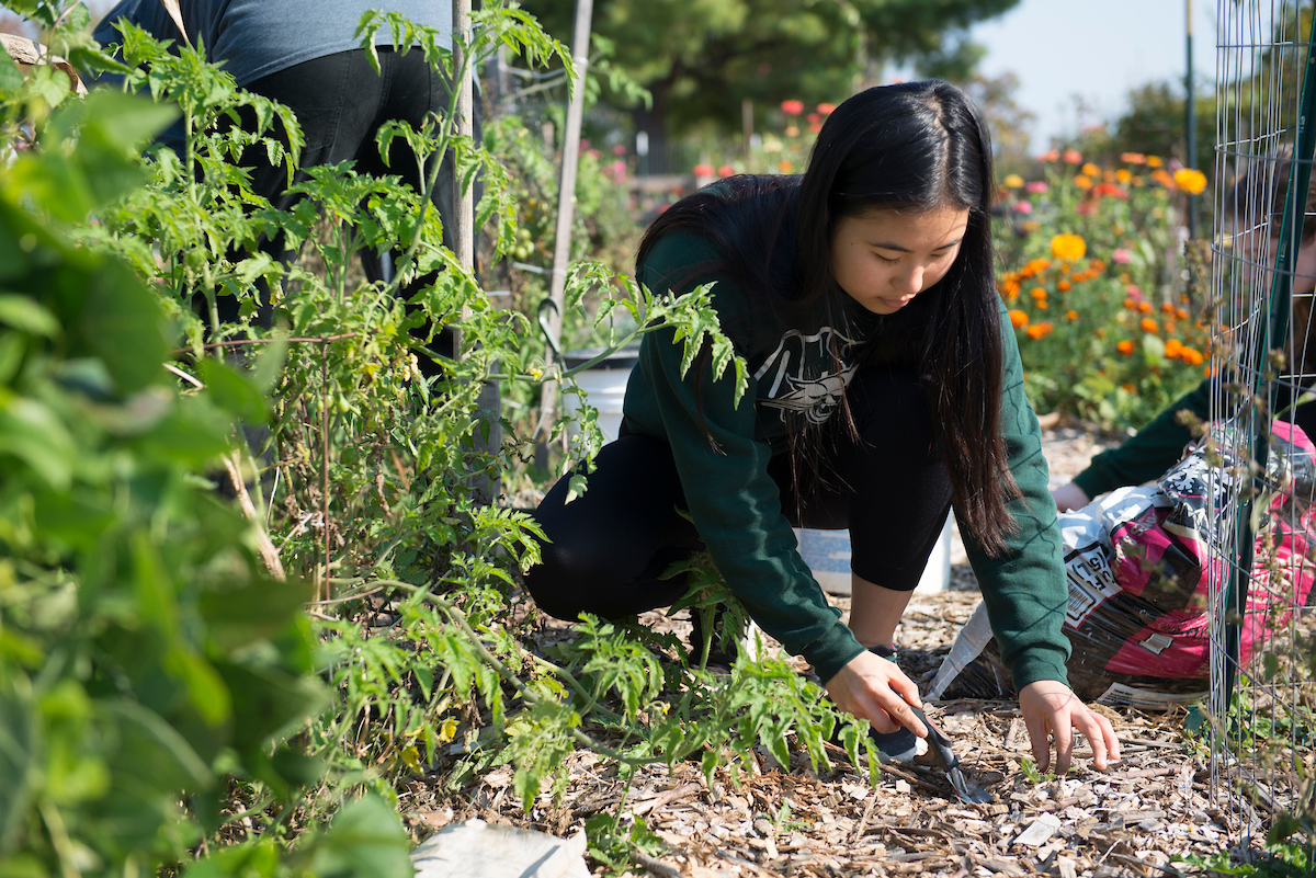 An Ohio University student volunteers in one of the local community gardens.
