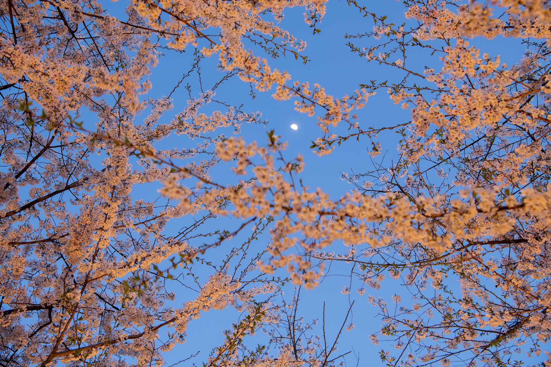 A view of the moon through cherry blossom flowers