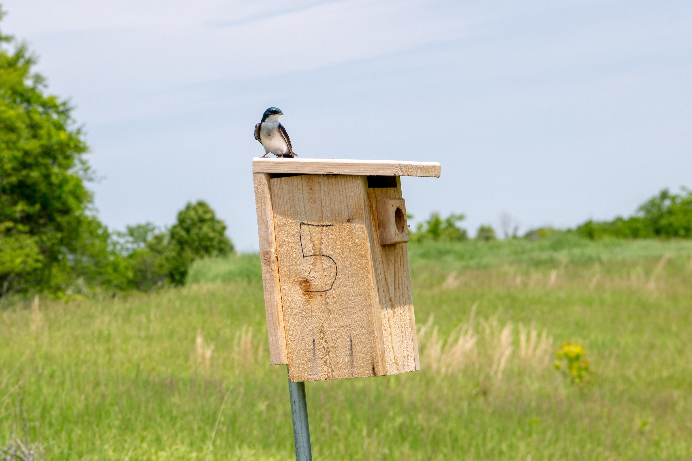 A bird sits on a bird box on The Ridges