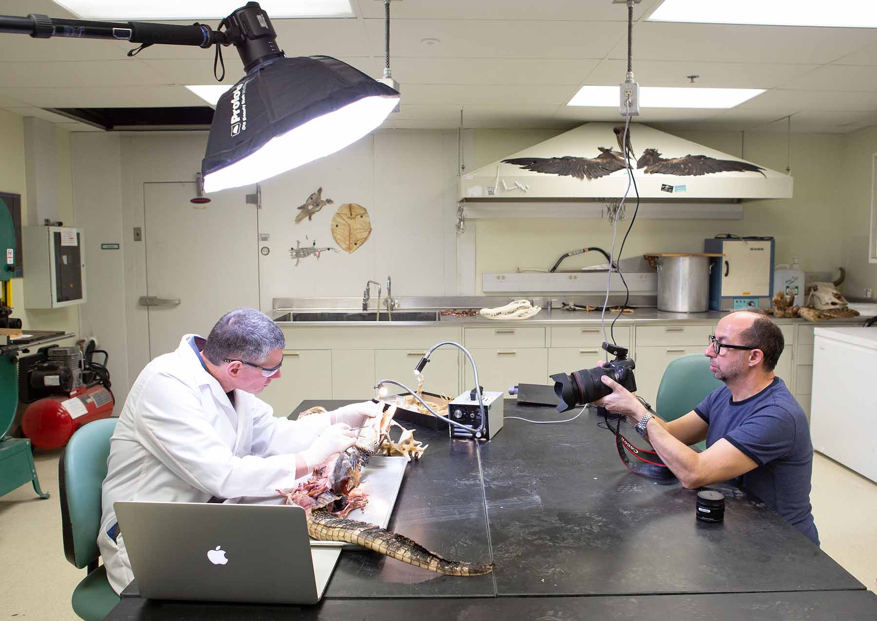 Dr. Witmer is photographed dissecting a crocodile specimen