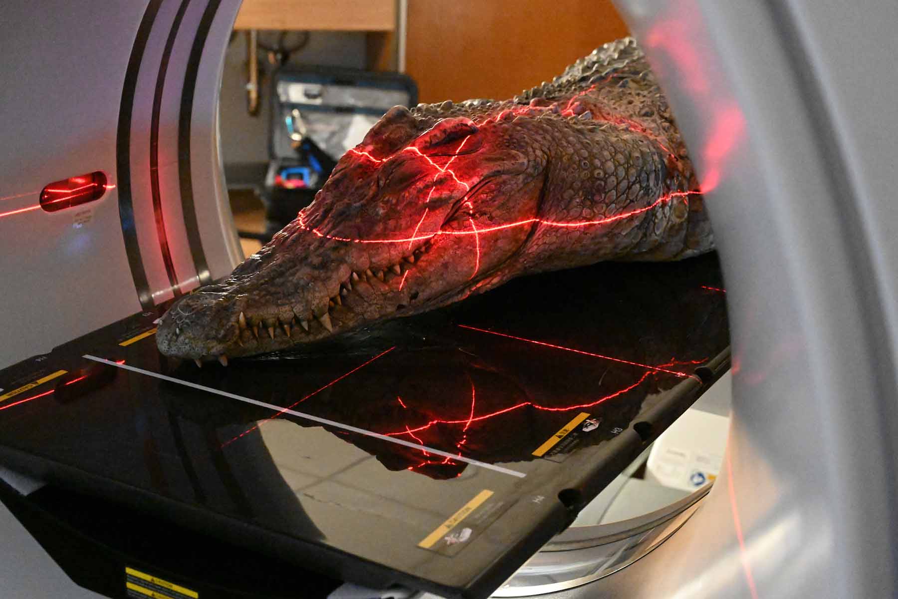 A frozen crocodile specimen is sent through a CT scan for Dr. Witmer's research