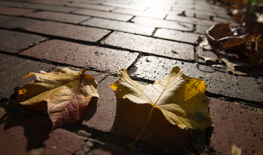 Fall leaves are seen on a brick pathway at Ohio University.