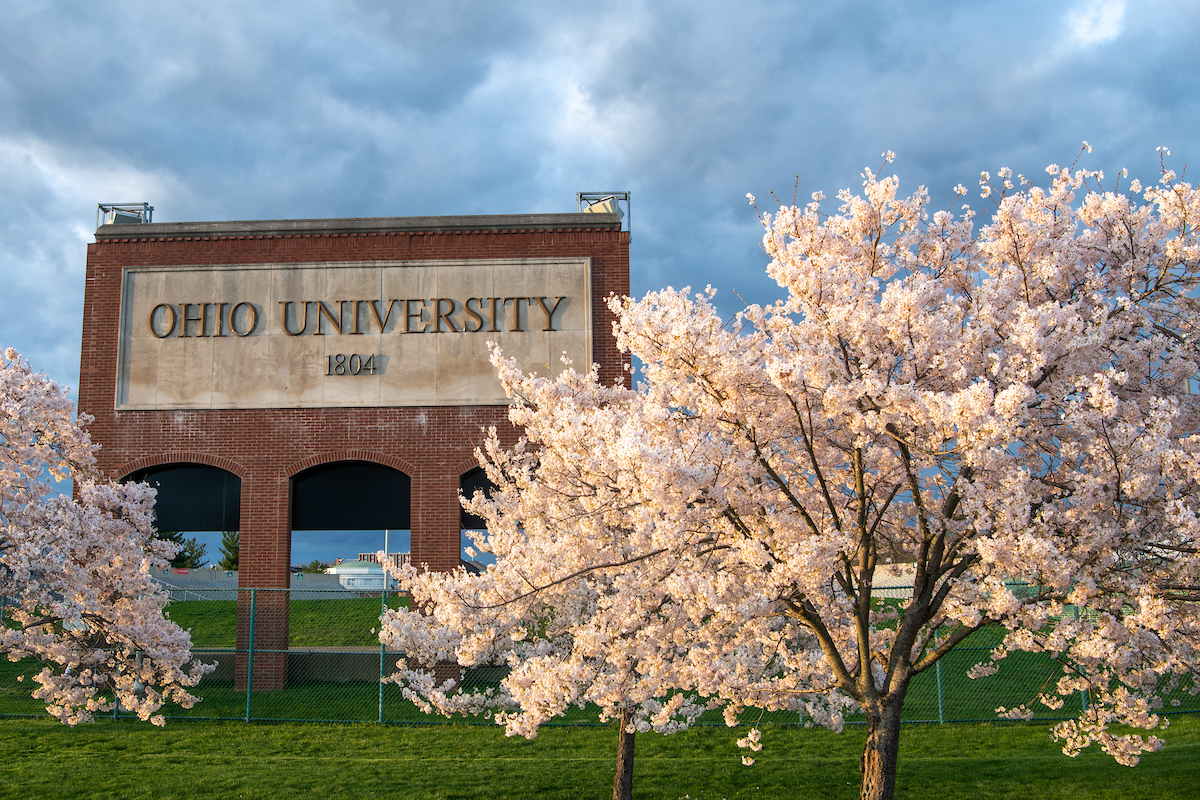 Cherry blossoms trees in bloom in front of OHIO sign