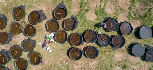 Aerial view of the cattle tank mesocosms used to track wood frog development