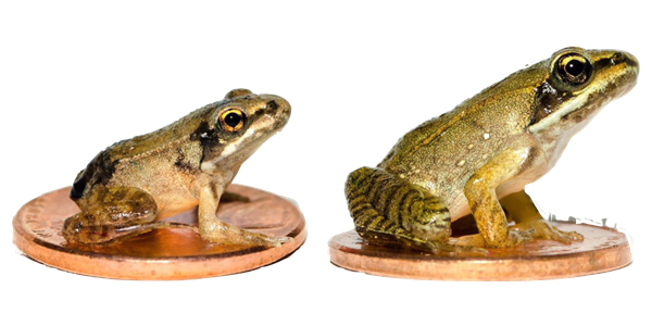Wood frog comparison.