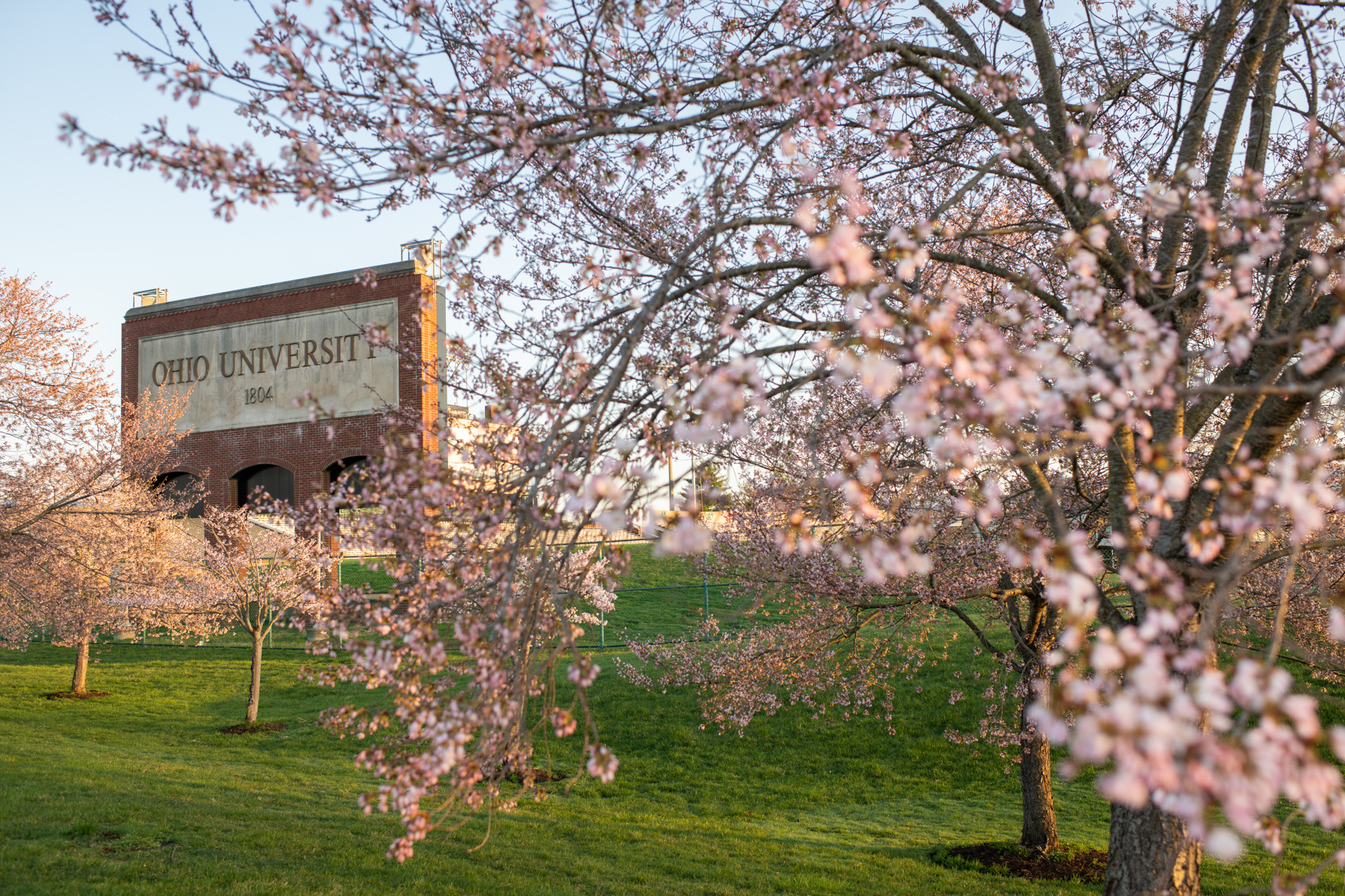 Blooming Cherry Blossom trees outside the Ohio Bobcats Peden Stadium