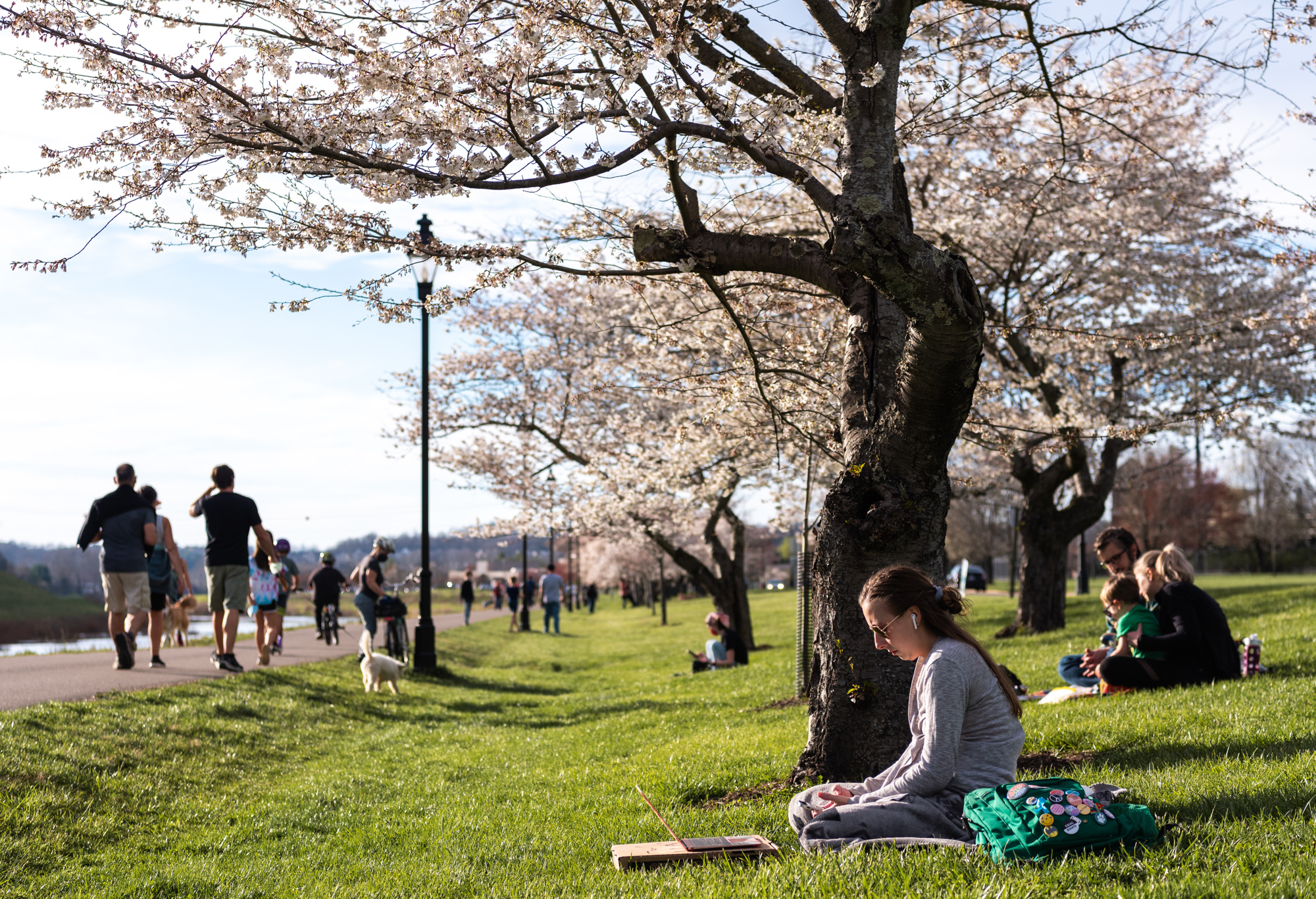 Many people outdoors enjoying the blooming Cherry Blossom trees