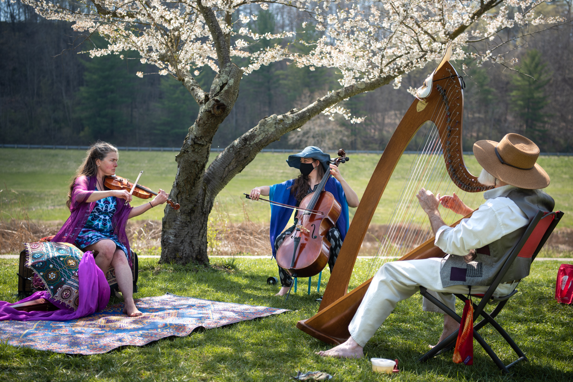 A string instrument trio performs on the lawn under a blooming Cherry Blossom tree