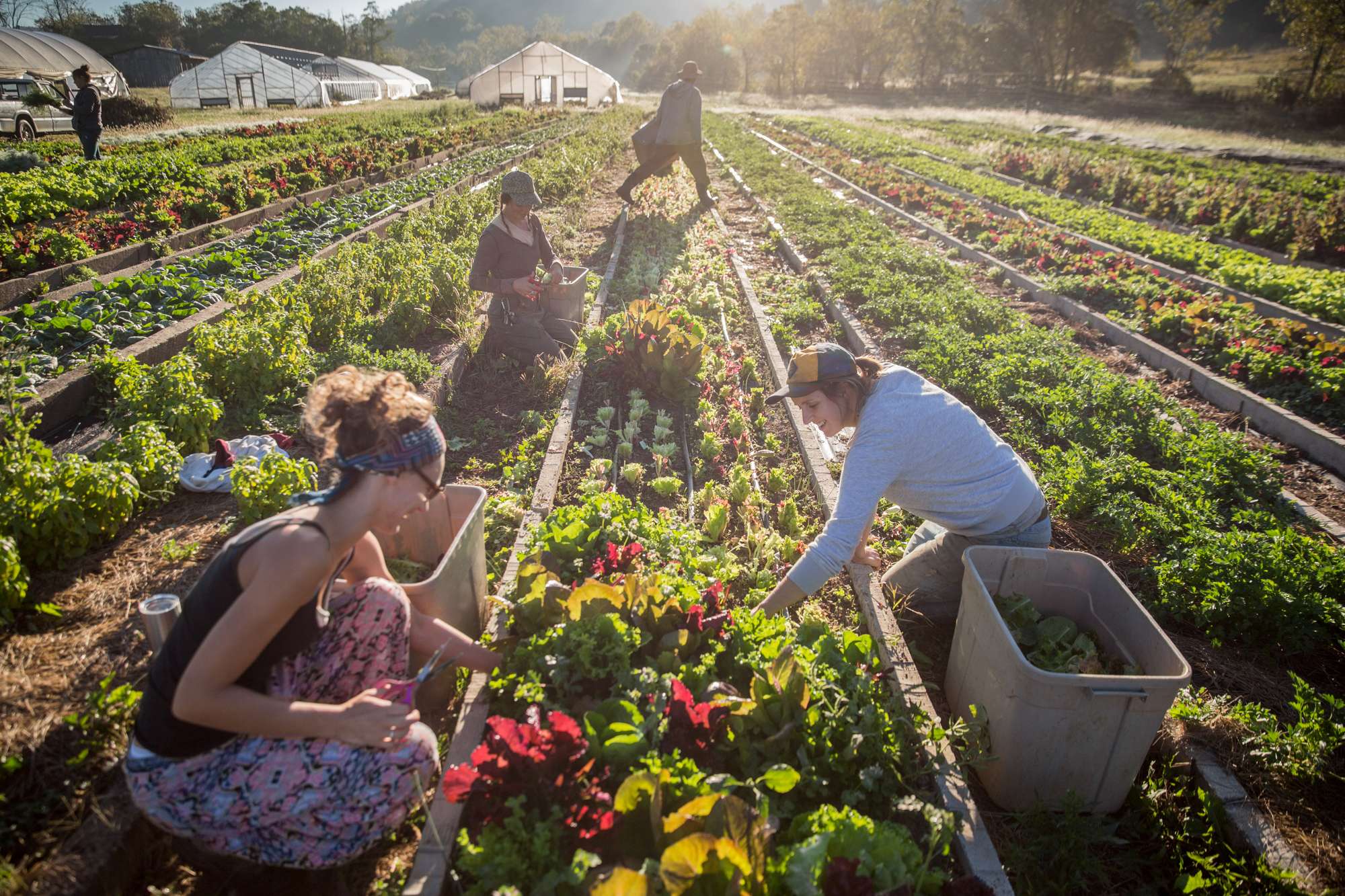 Workers at an organic farm collect fresh produce for local restaurants and sale