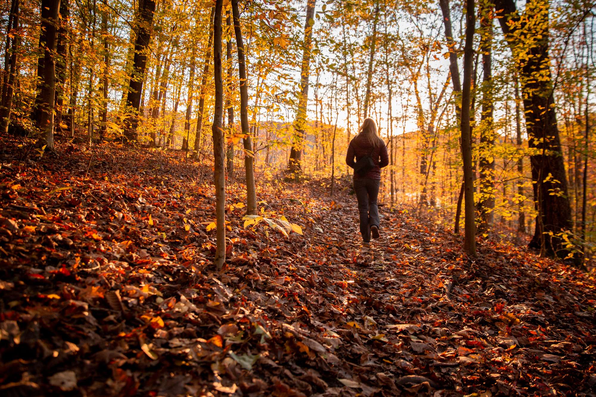 A woman takes a sunset hike on a trail at Strouds Park with fall leaves and colors all around