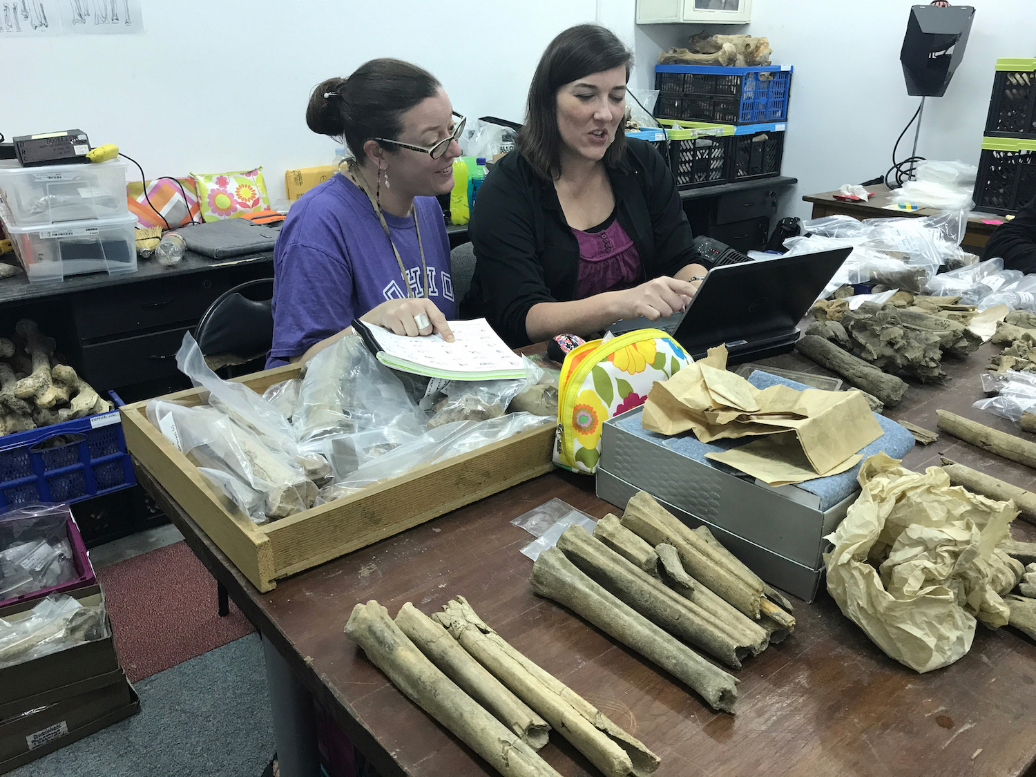 Sabrina Curran et Claire Terhune travaillent sur une table de laboratoire recouverte de fossiles