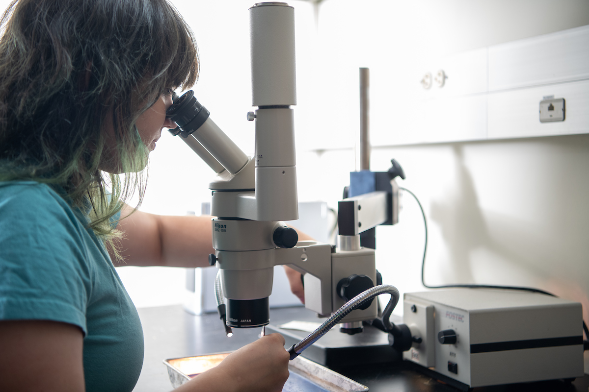 Helen Stec, right, looks into a microscope device while dissecting 
