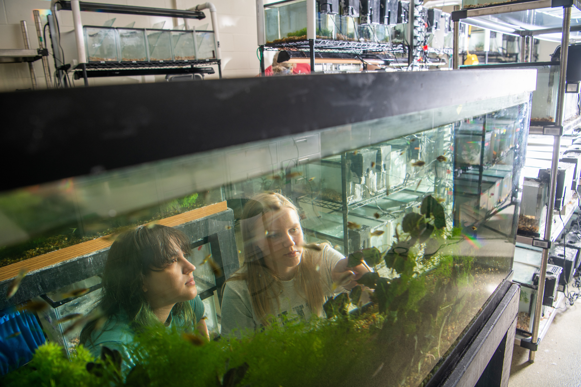 Two undergraduate students look into a fish tank with lots of greenery and fish