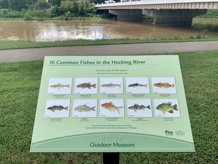 Common fish in the hocking