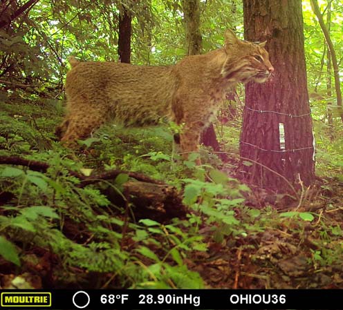 Bobcat on trail camera
