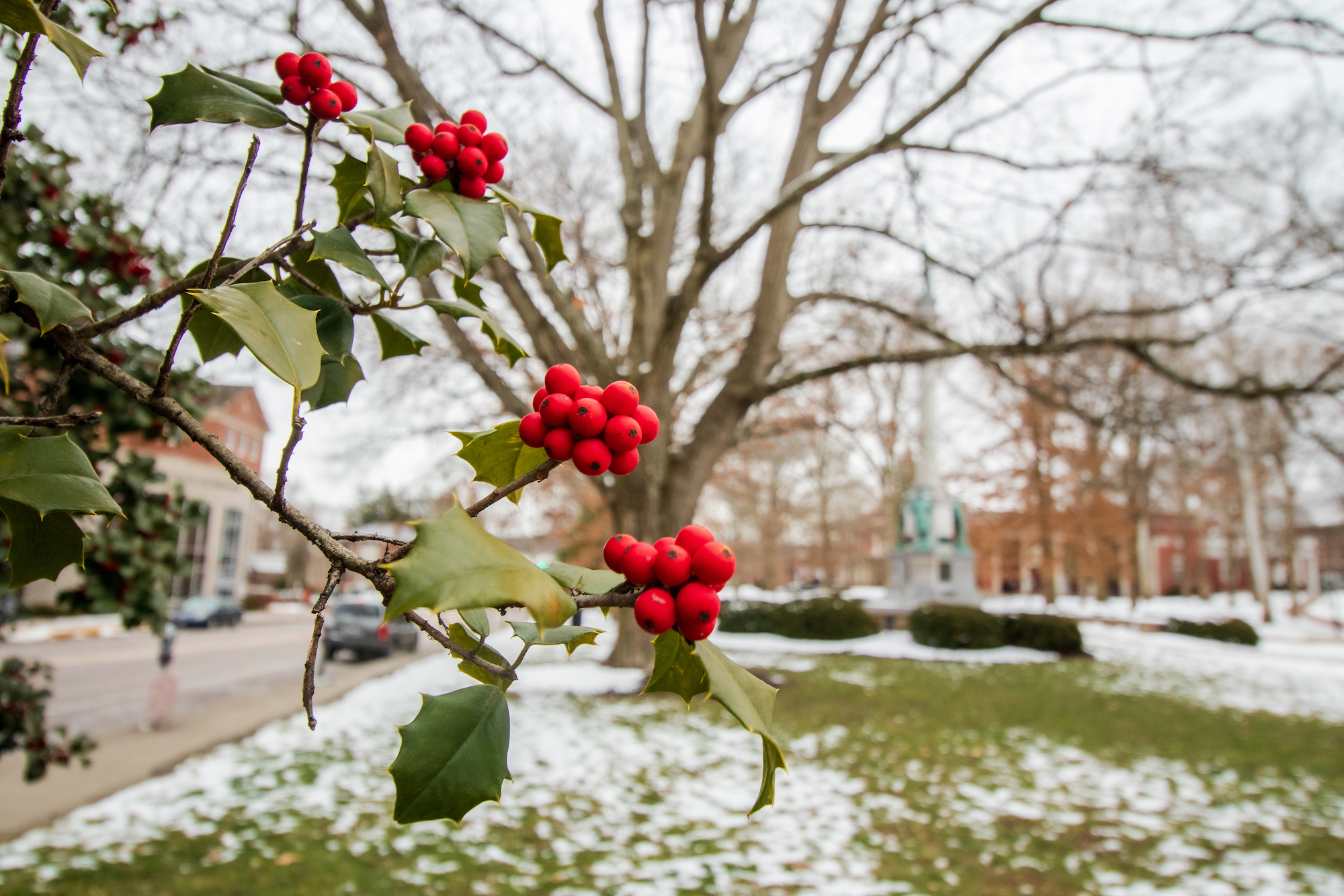 Snow and plants on OHIO's College Green