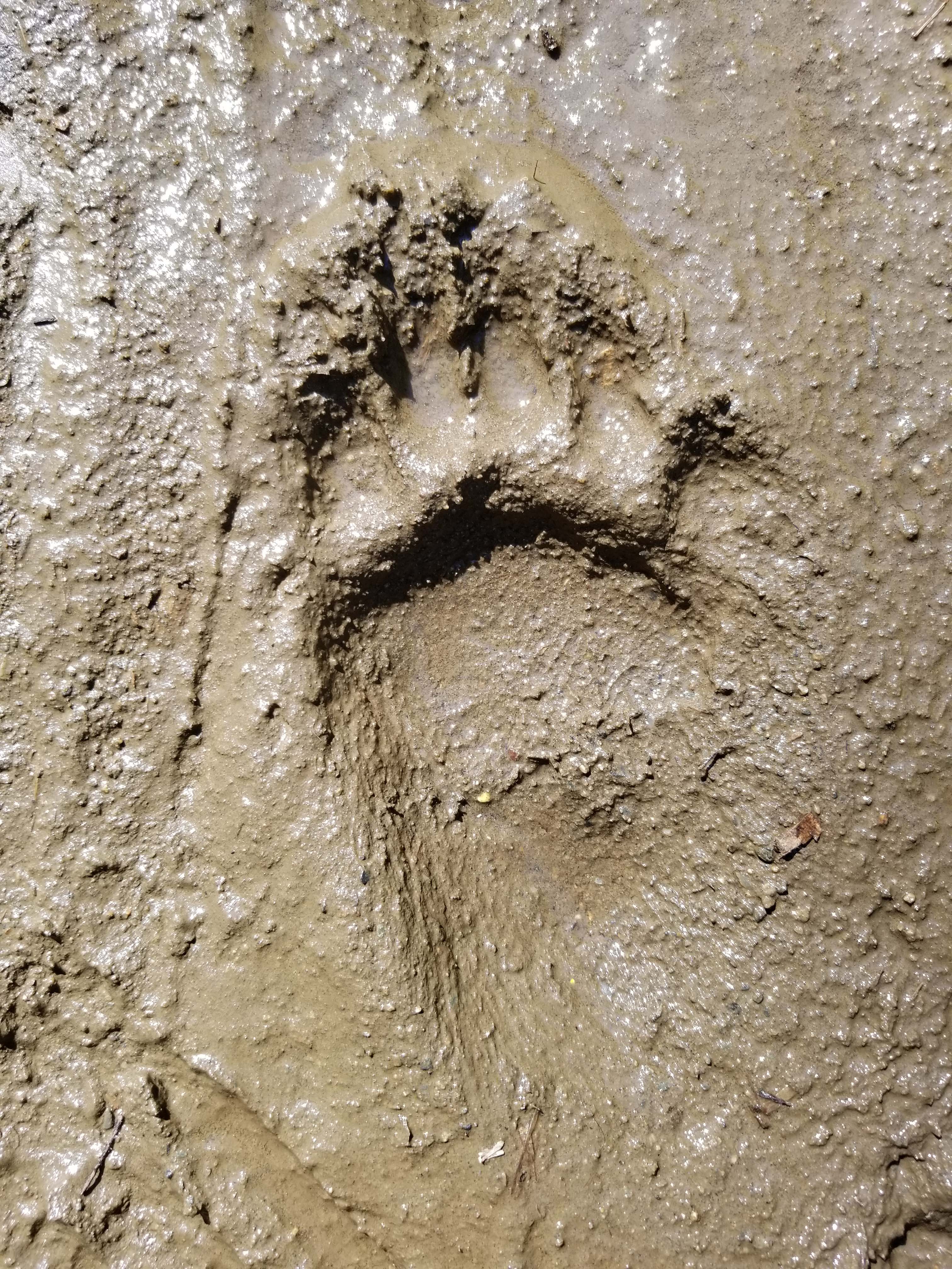 Bear footprint.