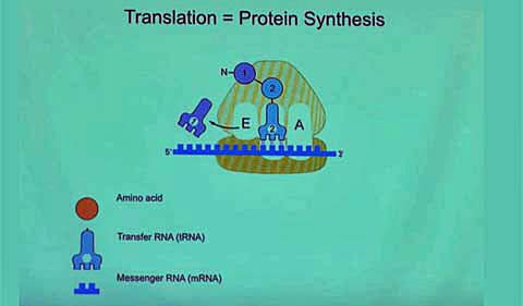 A screen shot from Dr. Ramakrishnan's talk at Athens, showing translation and protein synthesis