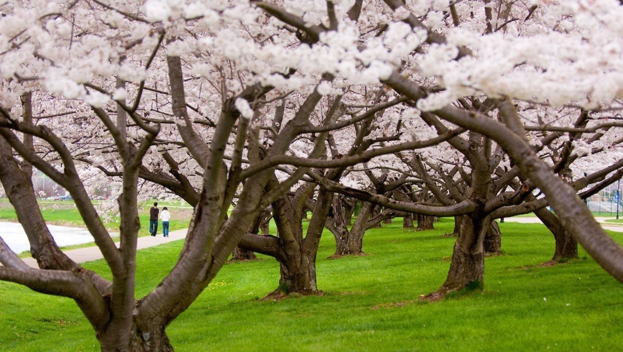Cherry Blossoms at Ohio University