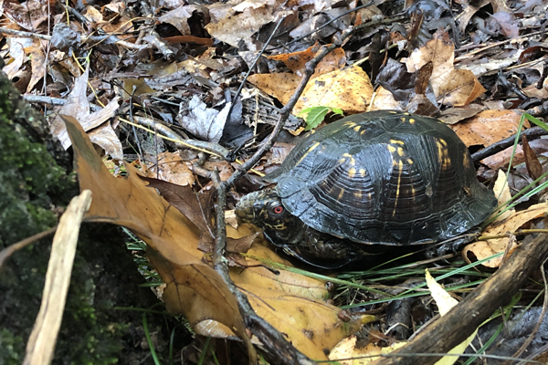 A photo of a box turtle