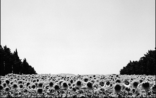 Black-and-white photograph of sunflower fields