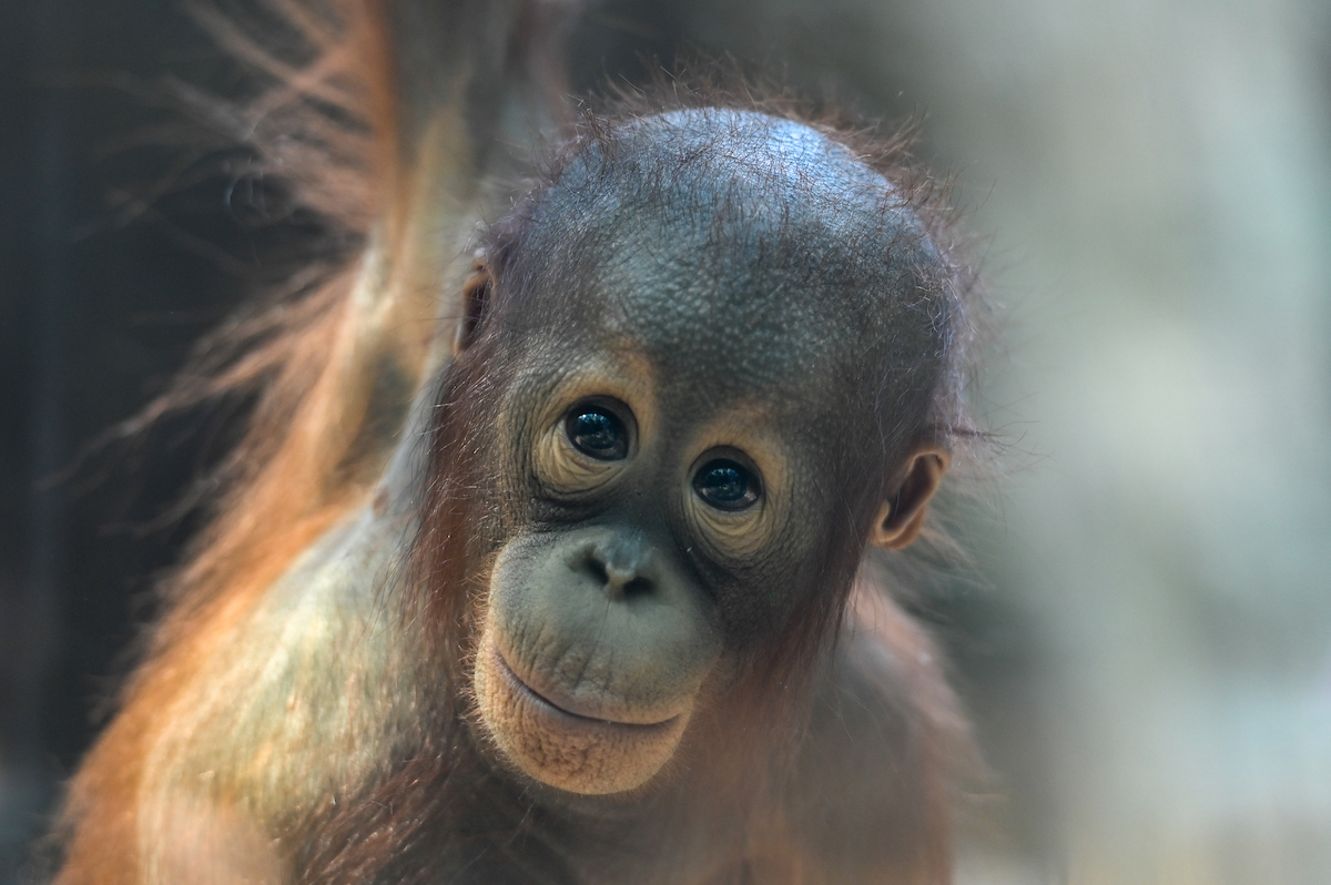 A young orangutan 