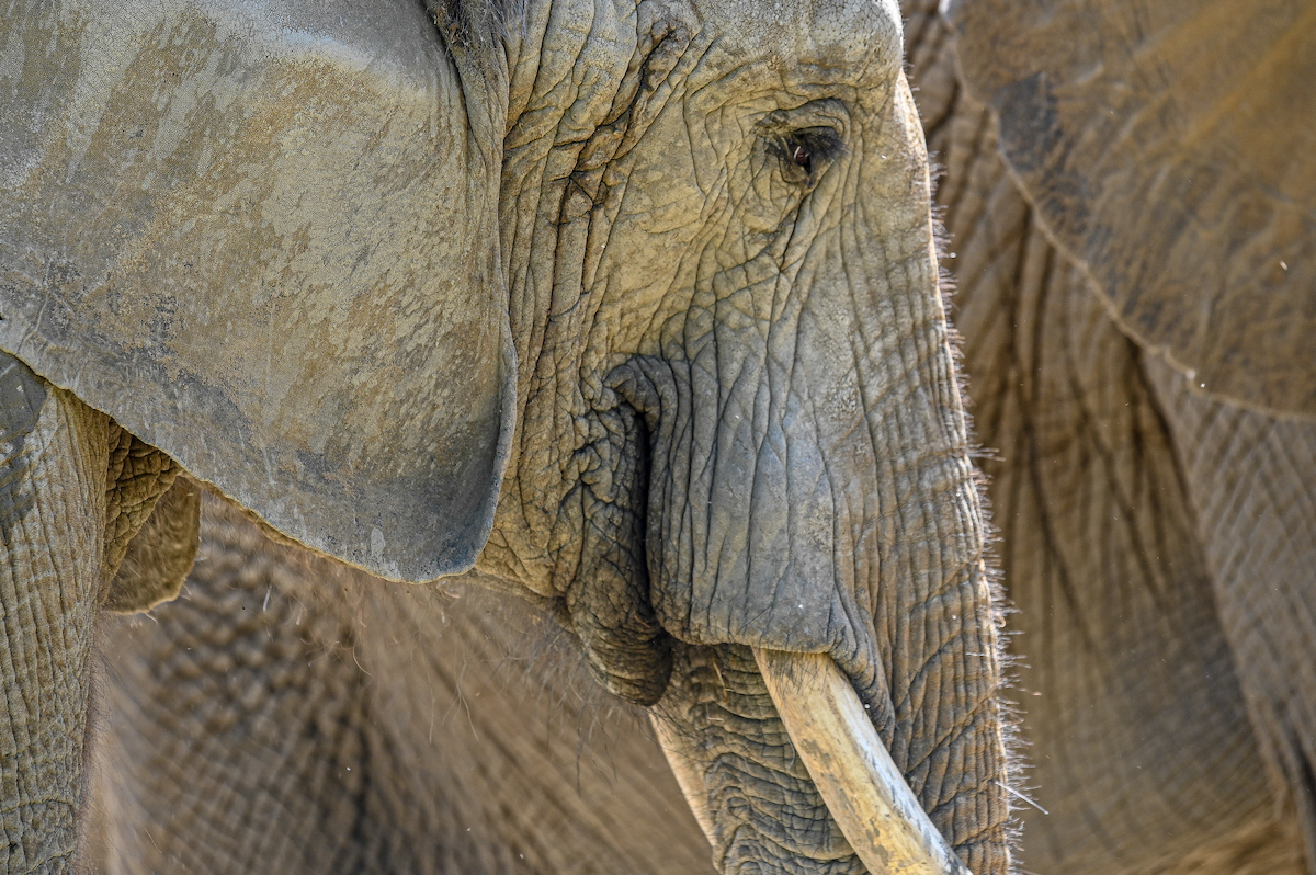 A close up picture of an adult elephant 