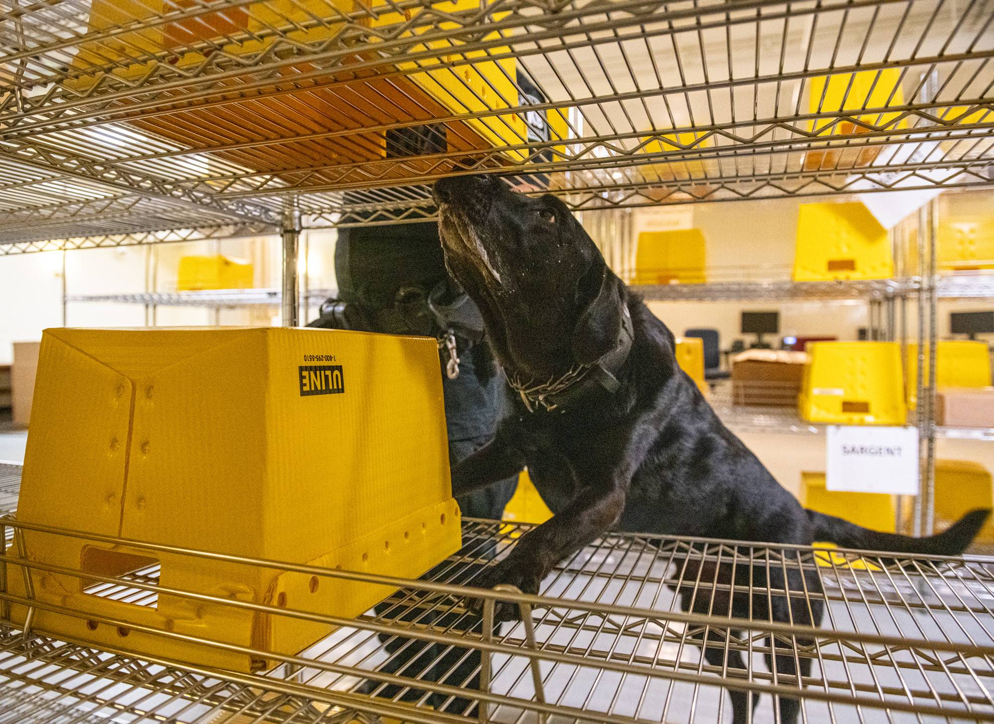 “What a good boy!  Canine officers regularly check mailrooms on campus, making sure packages are safe. 