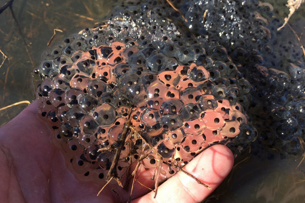 Wood Frog (Rana sylvatica) eggs from a local vernal pool in Athens County. Photo by Cassie Thompson