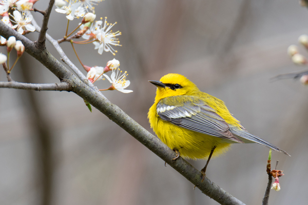“Instead of just placing this blue-winged warbler in the dead center, I put it off in the bottom right corner of the frame using the traditional ‘rule of thirds’ approach. Now with this composition, the subject contrasts with the tree’s flowers in both placement and color, and just adds a bit more pop to the overall photo,” Brooks said.