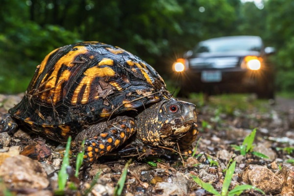Box turtle crossing an unpaved road in the Wayne National Forest. Photo by Ryan Wagner