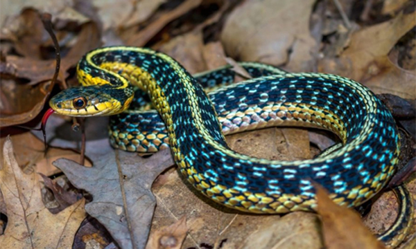 Garter snake photo by Ryan Wagner for the 2018 Ohio Wildlife Heritage Stamp.