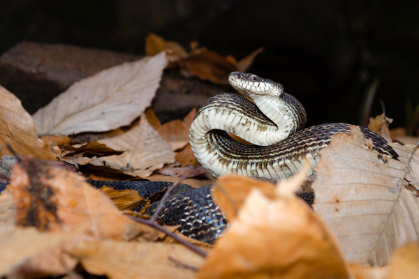 “One of my favorite techniques when photographing small animals—like this gray ratsnake—is to get down low on their level, so we can see them at the perspective they’re seeing the world around them,” Brooks said.